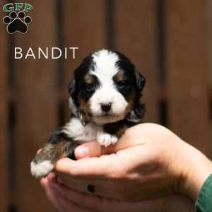 Bandit, Bernese Mountain Dog Puppy